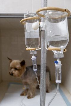 A small pedigree puppy under an IV in a modern veterinary clinic. The concept of veterinary treatment and assistance to animals.