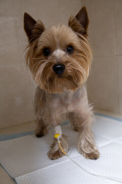 A small pedigree puppy under an IV in a modern veterinary clinic. The concept of veterinary treatment and assistance to animals.