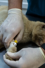 Naklejka premium Close-up of a pet with a catheter during an IV in a veterinary clinic. Concept of treatment and anesthesia. 