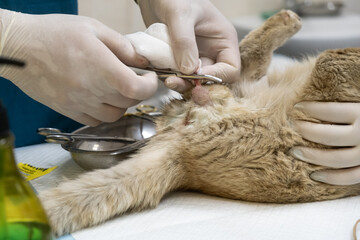 Close-up of cat neutering procedure in a modern veterinary clinic.
Concept veterinary surgery,...