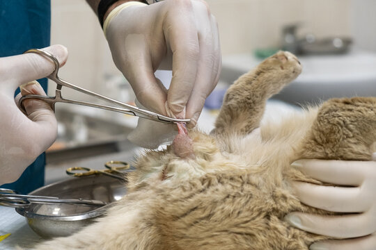 A veterinary surgeon performs cat castration surgery in a veterinary clinic close-up. Concept of veterinary surgery and pet care.