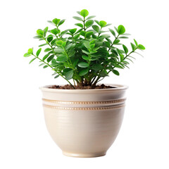 Obraz premium green plant in a pot