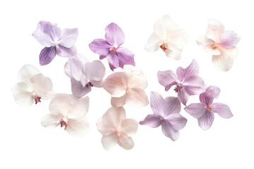 Collection of orchid blossoms isolated on transparent background