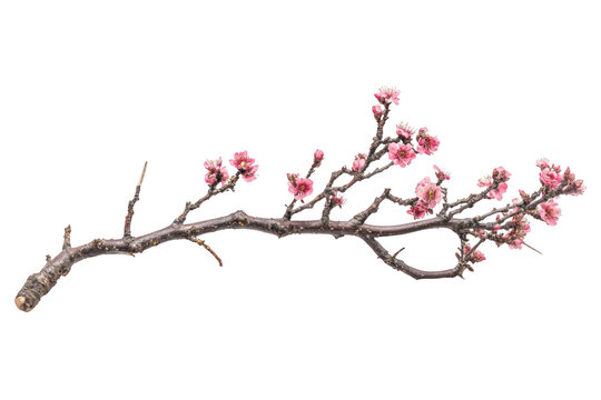 Blooming branch with pink flowers isolated on transparent background