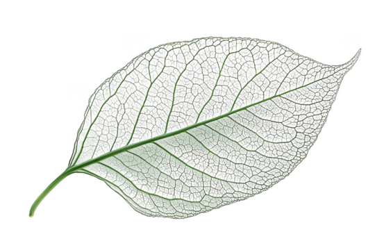Detailed leaf vein structure isolated on transparent background