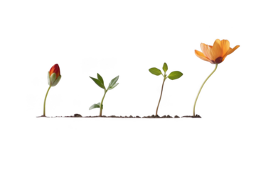 Flower life cycle stages isolated on transparent background