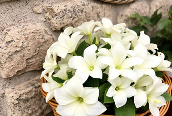 A beautiful white floral bouquet of tulips and chrysanthemums blossoms on a rustic wooden background, a symbol of spring and wedding beauty, Generative Ai