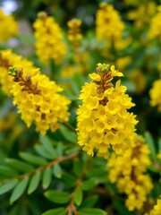 A macro shot of Mahonia flowers in bright golden clusters