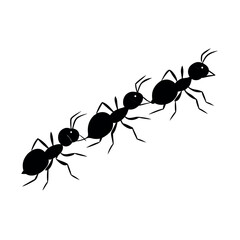 ants marching or walking and one changing directio