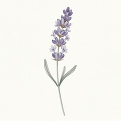 Fototapeta premium Watercolor Lavender Flower Illustration