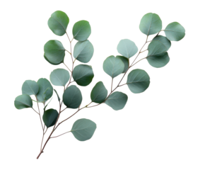 Eucalyptus leaves arrangement botanical minimalist style isolated on transparent background