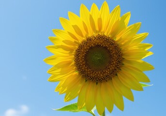 Bright sunflower blossom closeup