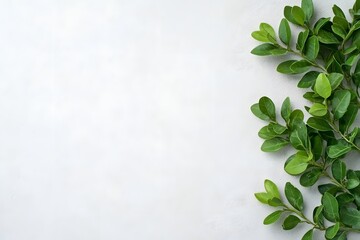 Obraz premium Lush Green Leaves on White Background Botanical Flat Lay Photography
