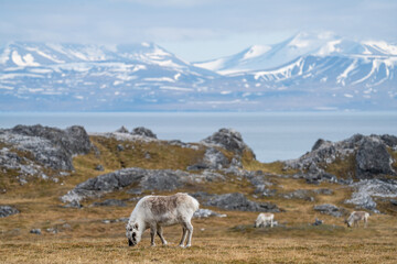 Svalbard reindeer (Rangifer tarandus platyrhynchus) grazing in a field, with snow covered mountains and the Arctic Ocean in the background, in Alkhornet, Svalbard, Norway
