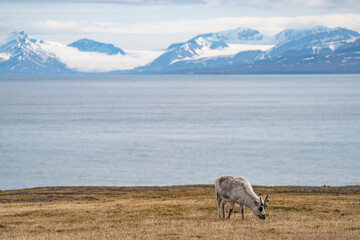 Obraz premium Svalbard reindeer (Rangifer tarandus platyrhynchus) grazing in a field, with snow covered mountains and the Arctic Ocean in the background, in Alkhornet, Svalbard, Norway