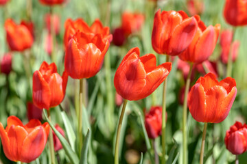 Field of beautiful red tulips. Natural floral background.