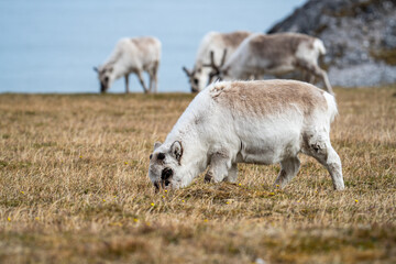 Svalbard reindeer (Rangifer tarandus platyrhynchus) calf grazing in a field in Alkhornet, Svalbard, Norway