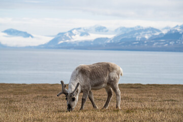 Svalbard reindeer (Rangifer tarandus platyrhynchus) grazing in a field, with snow covered mountains and the Arctic Ocean in the background, in Alkhornet, Svalbard, Norway © Angela