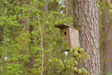 A birdcage is attached to a tree in the forest