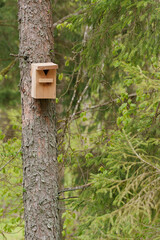 A birdcage is attached to a tree in the forest