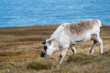 Fototapeta premium Svalbard reindeer (Rangifer tarandus platyrhynchus) in a field, with the Arctic Ocean in the background, in Alkhornet, Svalbard, Norway