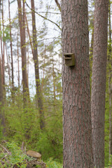 A birdcage is attached to a tree in the forest