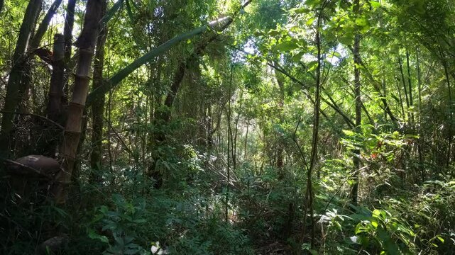 Looking up at the forest canopy at Pha Dok Seaw Waterfall, Chiang Mai, Thailand, with sunlight shining through the dense foliage.
