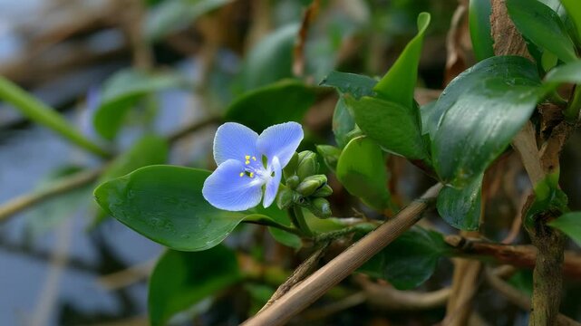 Delicate three-petal blue flower with yellow stamens amid green leaves and buds, close-up botanical macro shot of dayflower.