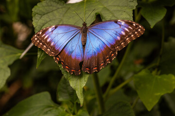 Butterfly shots at Butterfly farm in Stratford upon Avon