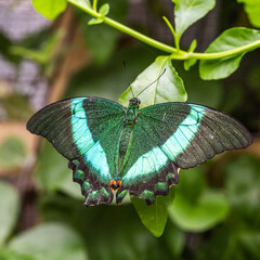 Butterfly shots at Butterfly farm in Stratford upon Avon