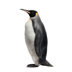 Fototapeta premium Penguin portrait arctic region animal image studio environment side view transparent background