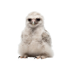 Obraz premium Fluffy white owl wildlife sanctuary image with transparent background natural habitat close-up adorable creature