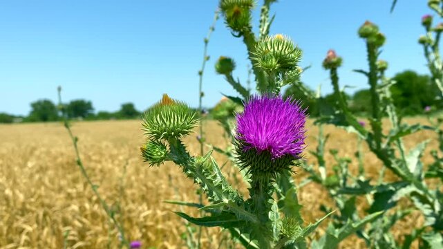 Among wheat, thistle flower sways in wind. Slow motion video: blurred wheat field with thistle flower ahead. Concept: Eco-friendly cultivation of grain crops allows growth of weeds such as thistles