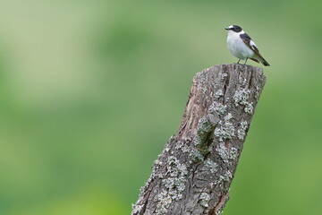 Ficedula albicollis aka Collared Flycatcher male perched on the tree. Rare bird from Czech republic.