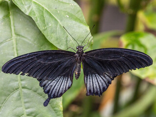 Butterfly shots at Butterfly farm in Stratford upon Avon