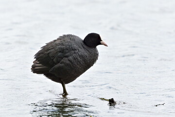 Fulica atra aka Fulica prior or The Eurasian coot on the pond. Common water bird in Czech republic. Funny fluffy plumage.
