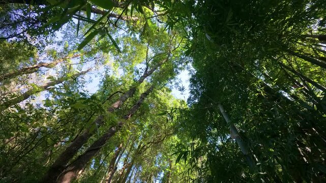 Looking up at the forest canopy at Pha Dok Seaw Waterfall, Chiang Mai, Thailand, with sunlight shining through the dense foliage.

