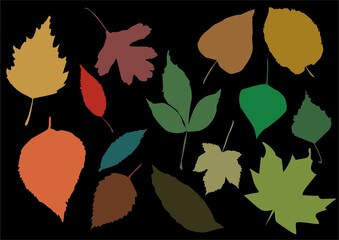 Background of Colorful Autumn Leaves on Black Backdrop, Fall Season and Nature Design

