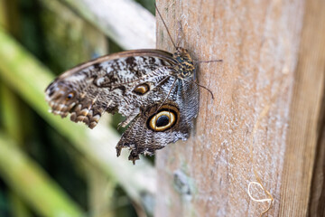 Butterfly shots at Butterfly farm in Stratford upon Avon
