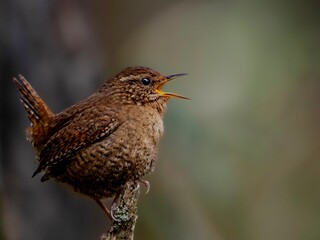 森でさえずっているミソサザイのクローズアップ
