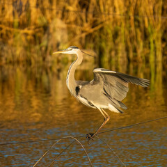 A Gray Heron on a Wire