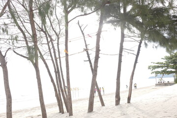 Serene Beachscape with Leaning Trees and Soft Light Enhancing Tranquil Coastal Atmosphere