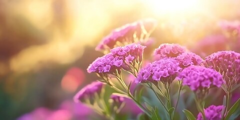 Close-up of purple flowers with warm glowing sunlight in the background, creating a soft and dreamy atmosphere.