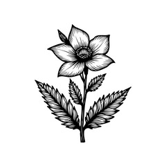 Monochromatic botanical illustration of a stylized flower and jagged leaves