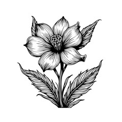 Elegant floral illustration with intricate linework displaying organic detail