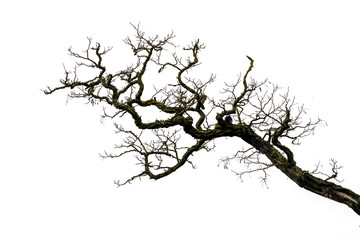 Intricate Branch of a Leafless Tree Against a White Background