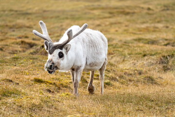 Svalbard reindeer (Rangifer tarandus platyrhynchus) in a field, in Alkhornet, Svalbard, Norway © Angela