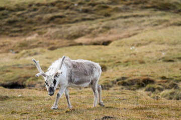Obraz premium Svalbard reindeer (Rangifer tarandus platyrhynchus) in a field, in Alkhornet, Svalbard, Norway