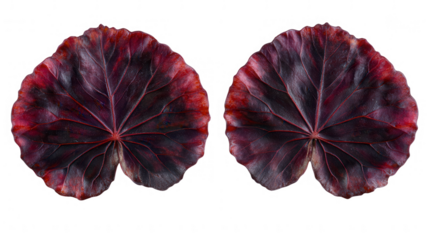 Two Begonia Rex leaves in high definition detail, with PNG transparent background