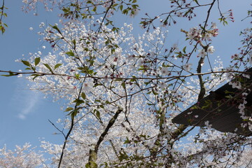 Beautiful Cherry Blossom Tree Blooms Against a Clear Blue Sky with Delicate White Flowers in Spring Season